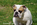 chiot bulldog anglais LOF à vendre chez Dreamlander élevage canin en Sarthe 