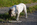 chiot bulldog anglais LOF à vendre chez Dreamlander élevage canin en Sarthe 
