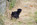 Chiot carlin noir disponible chez Dreamlander elevage carlin en Sarthe 