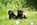 Chiot carlin noir à vendre chez Dreamlander elevage carlin en Sarthe 